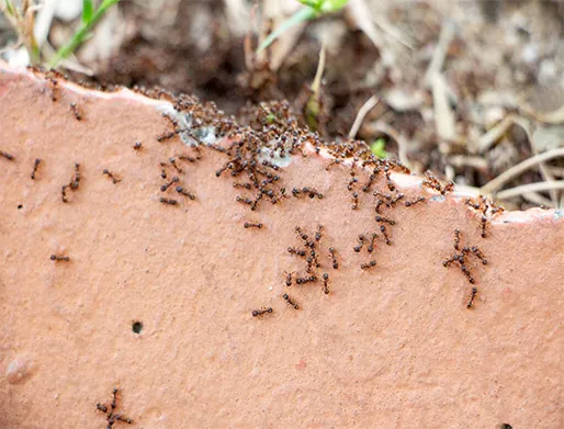 Dedetização de Formigas no Jardim Vila Carrão