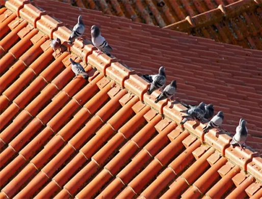 Dedetização de Pombos no Jardim Vila Carrão